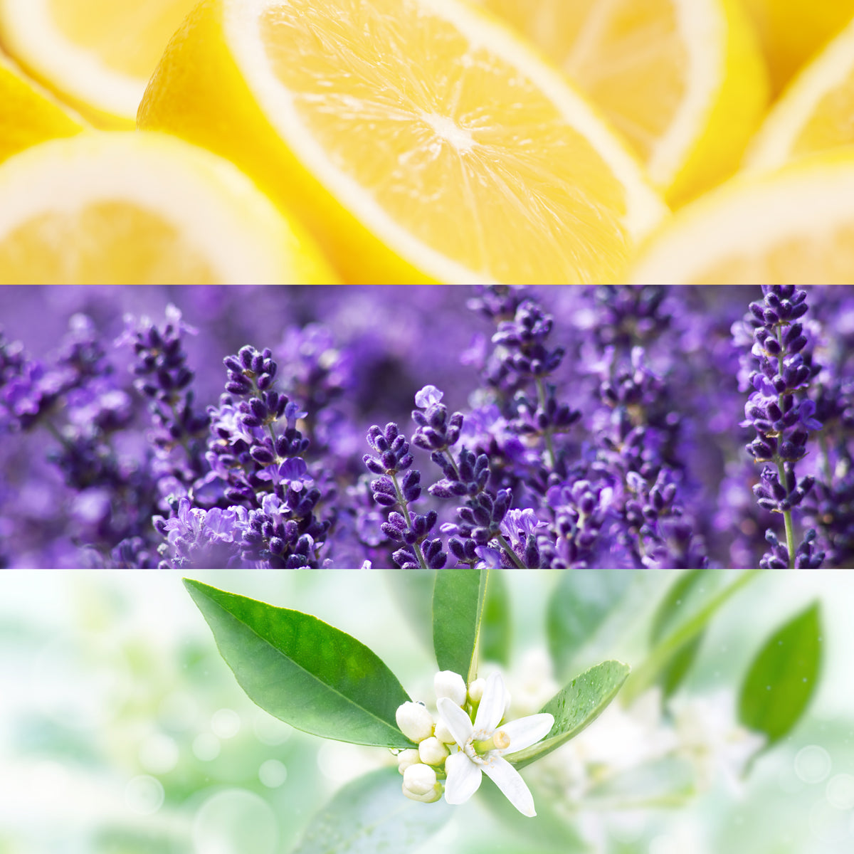 4711 Original Eau de Cologne scent notes: lemon slices, lavender flowers and white citrus blossoms.